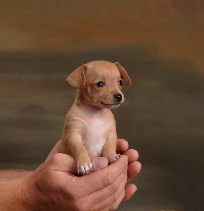 Injured Pets